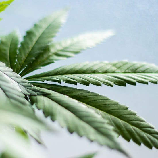 Best CBD Patches for Shoulders: An Honest Review