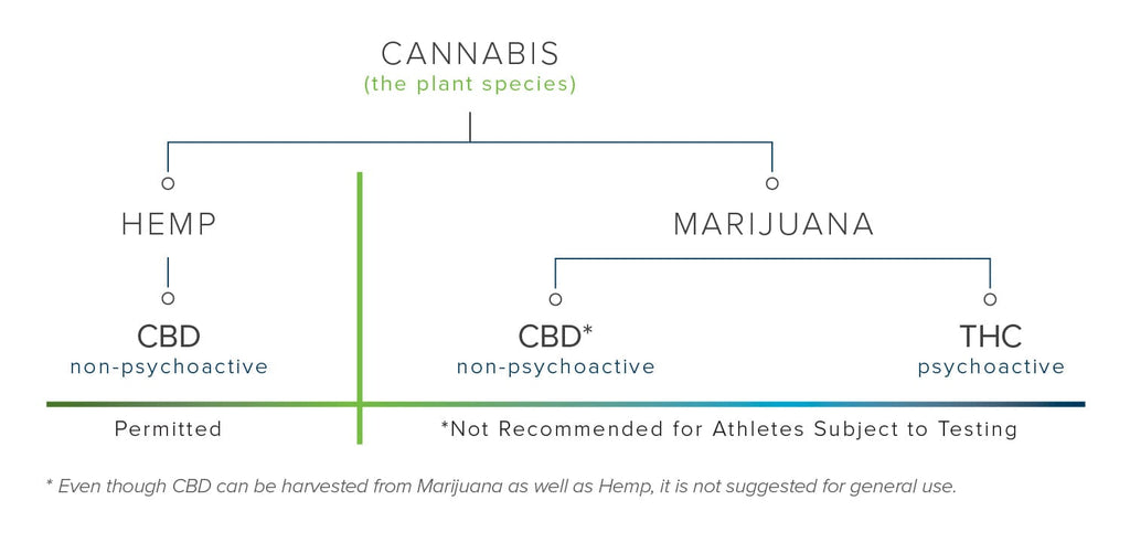 CBD education is one of the things we do best. Using CBD in our products aids in healing and recovery from inflammation and soreness. Understanding difference between CBD and THC or differences of hemp and marijuana is key